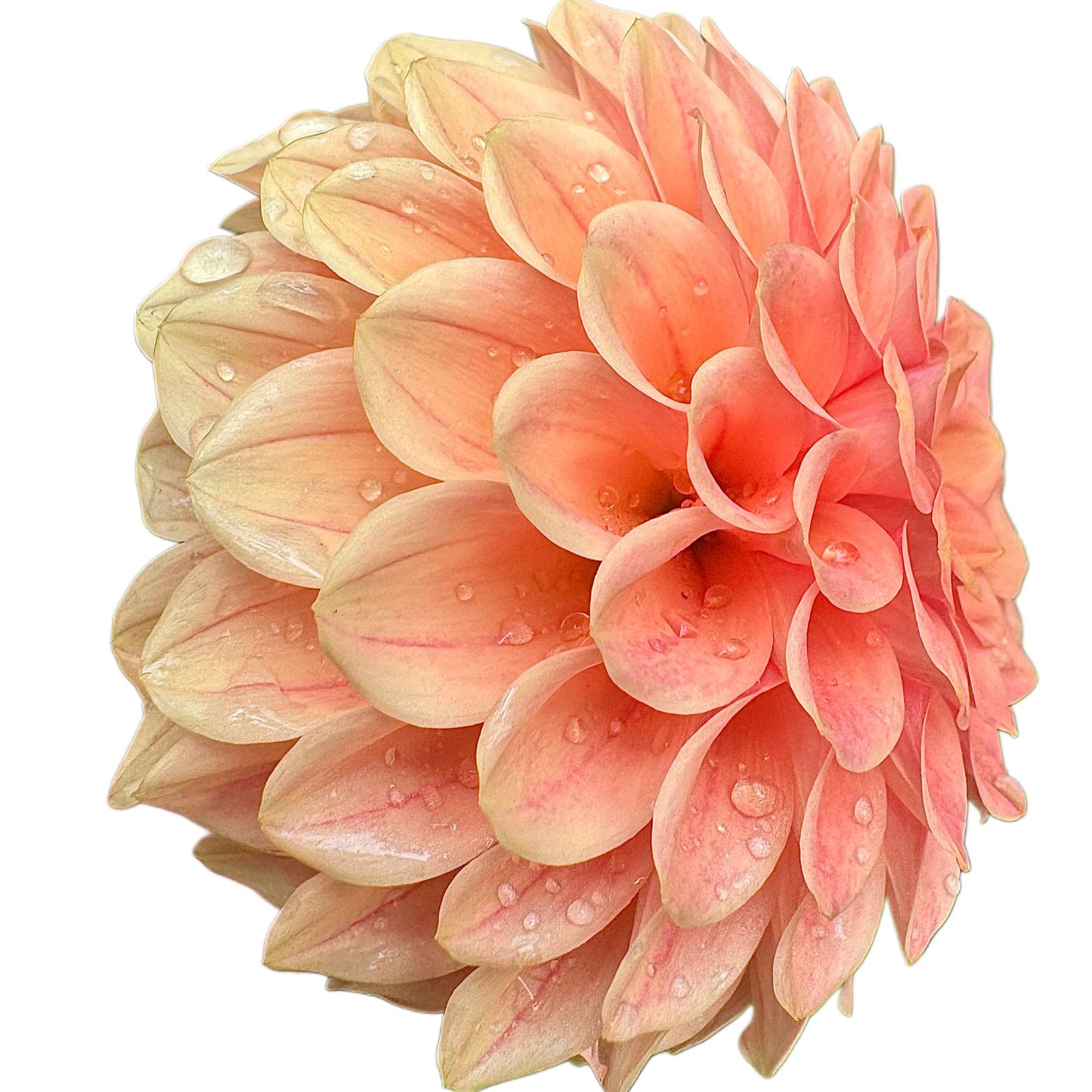 Rose Toscano