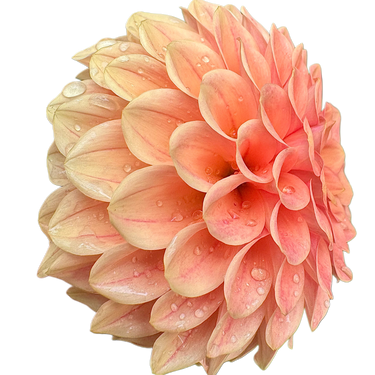 Rose Toscano