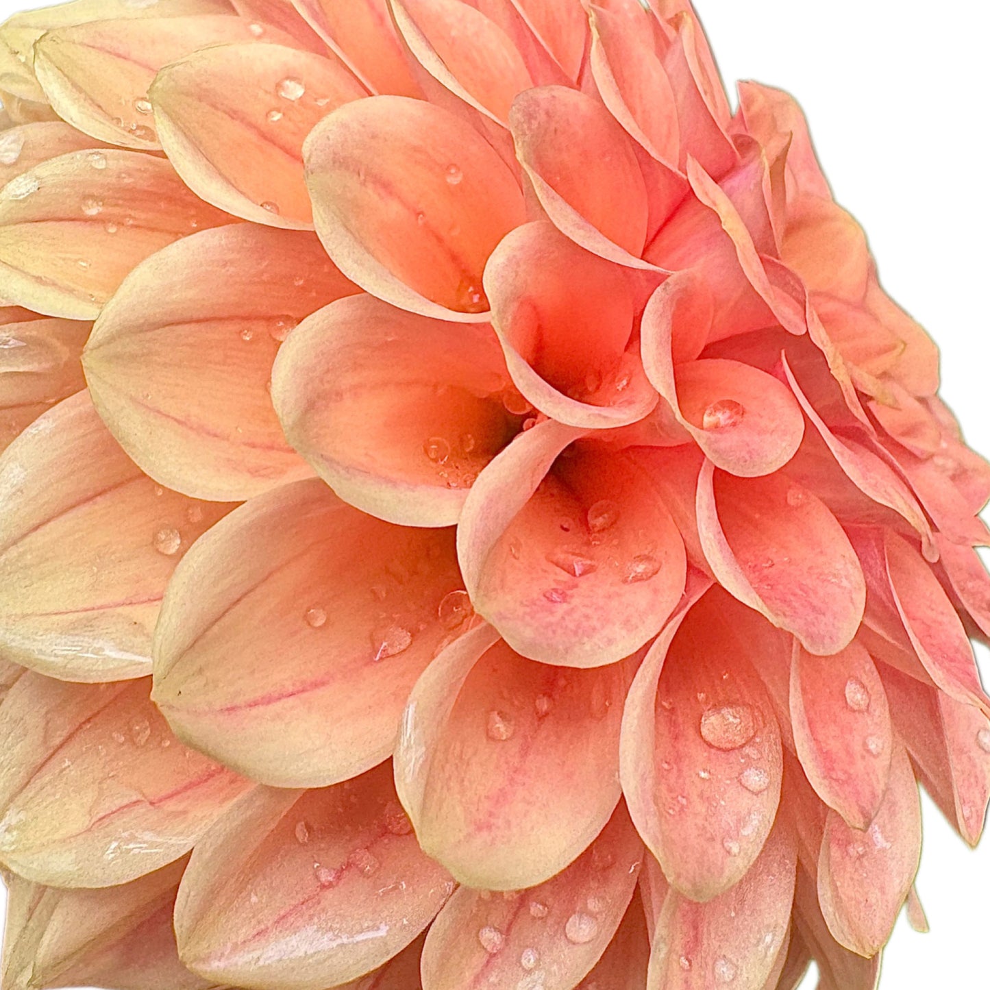 Rose Toscano
