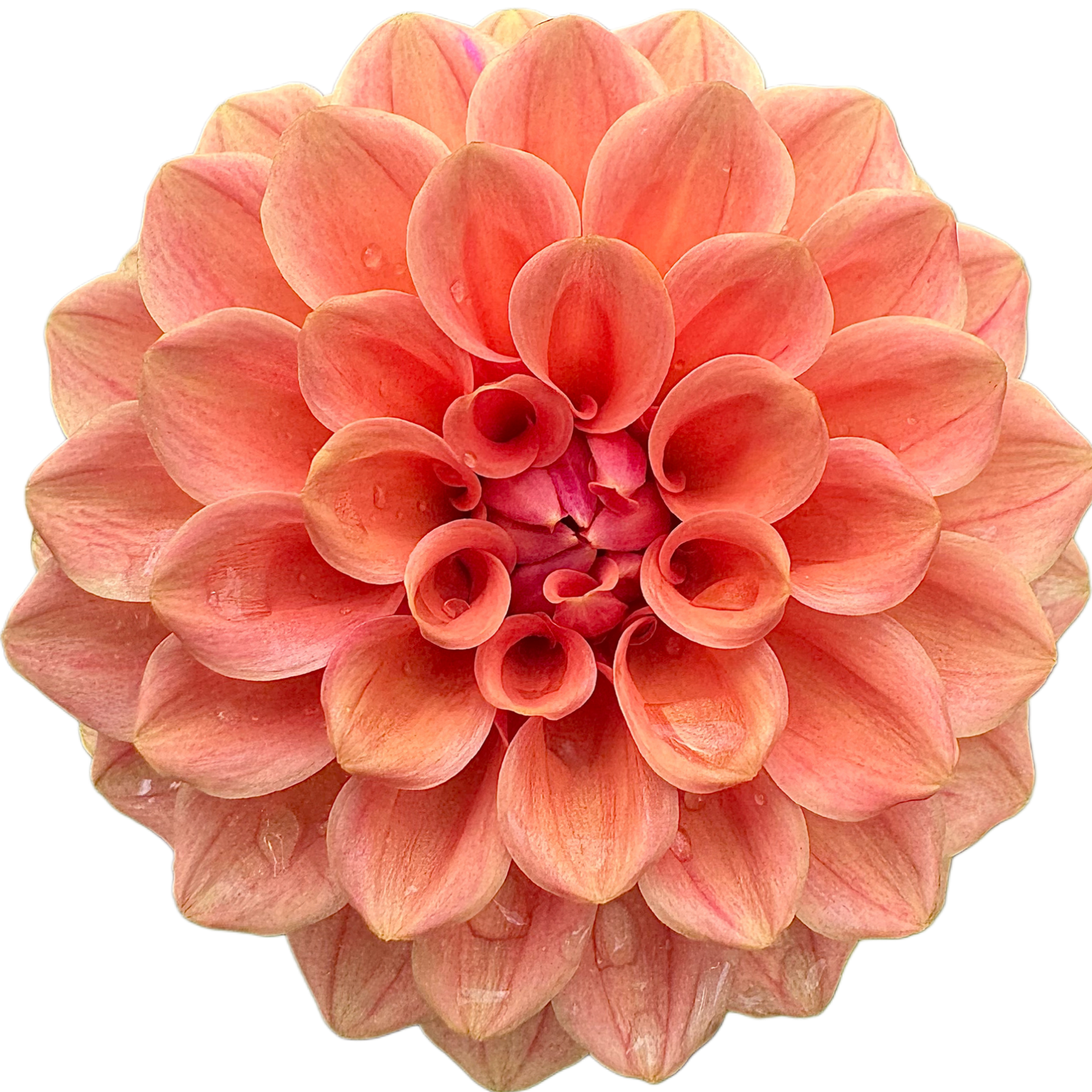 Rose Toscano