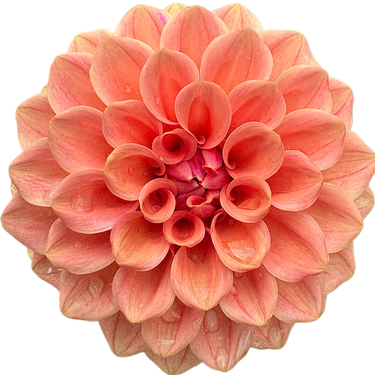 Rose Toscano
