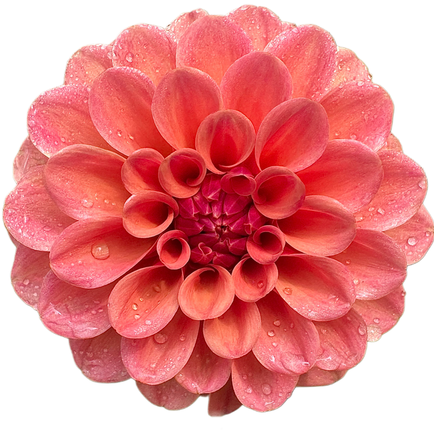 Rose Toscano