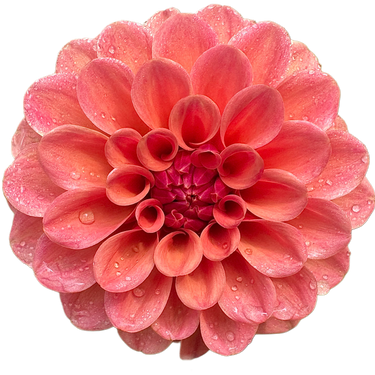 Rose Toscano