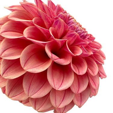 Rose Toscano