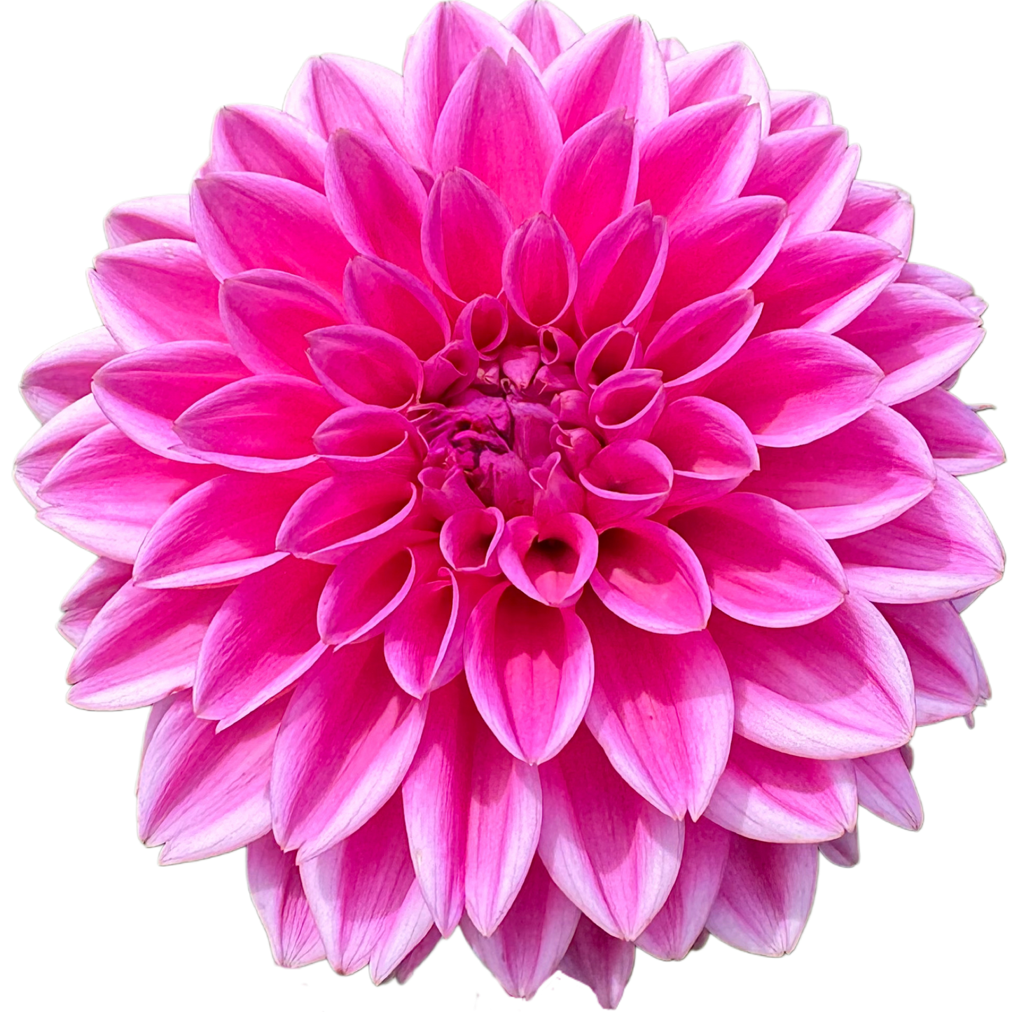 Pink Sylvia (Sandra)