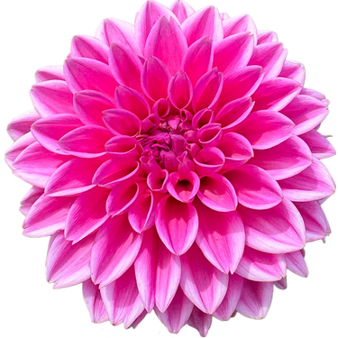 Pink Sylvia (Sandra)