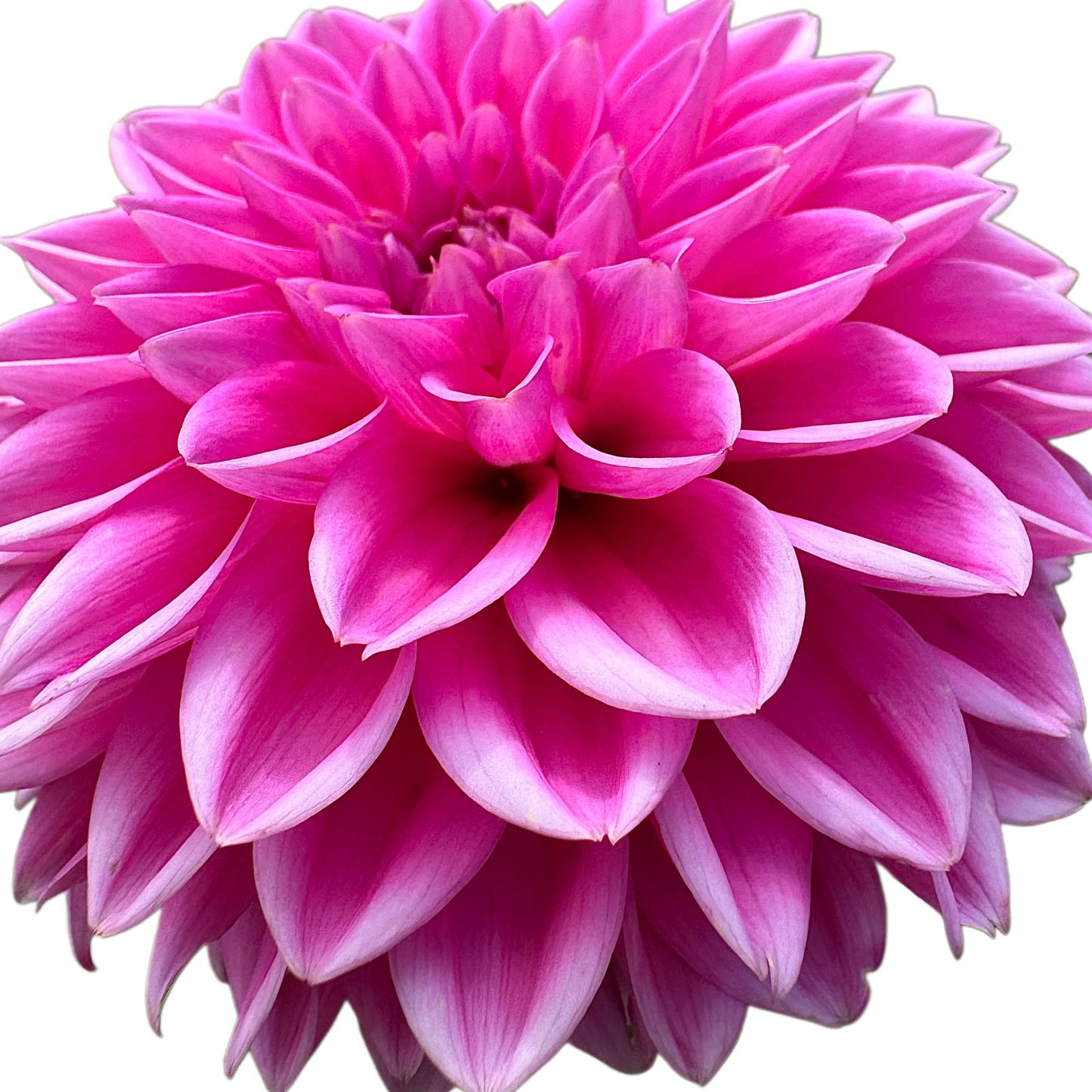 Pink Sylvia (Sandra)