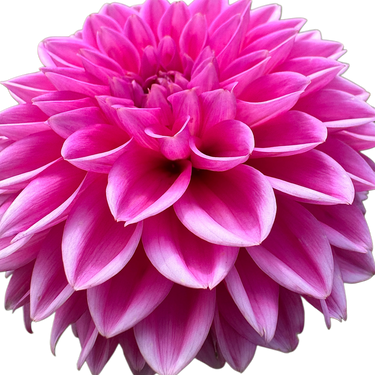 Pink Sylvia (Sandra)