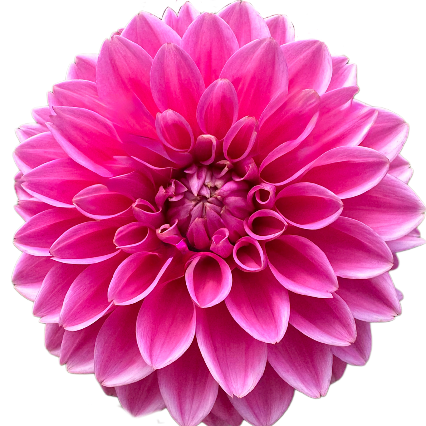 Pink Sylvia (Sandra)