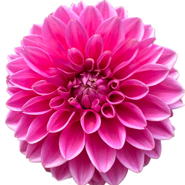 Pink Sylvia (Sandra)