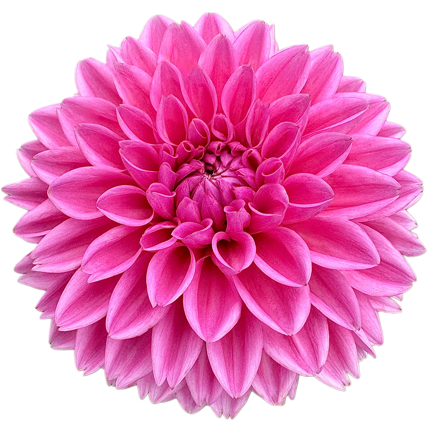 Pink Sylvia (Sandra)