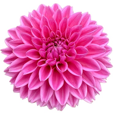 Pink Sylvia (Sandra)