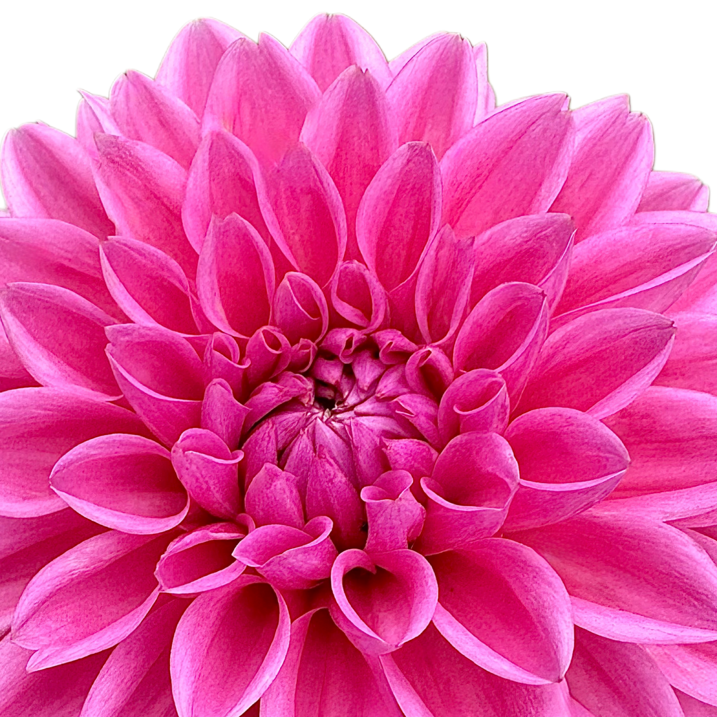 Pink Sylvia (Sandra)