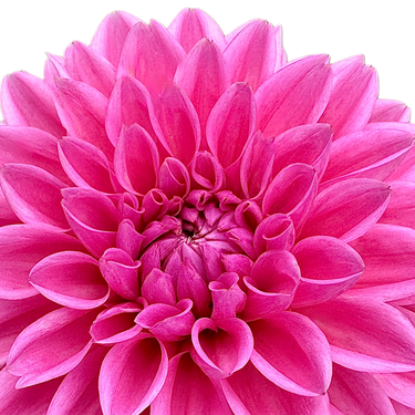 Pink Sylvia (Sandra)