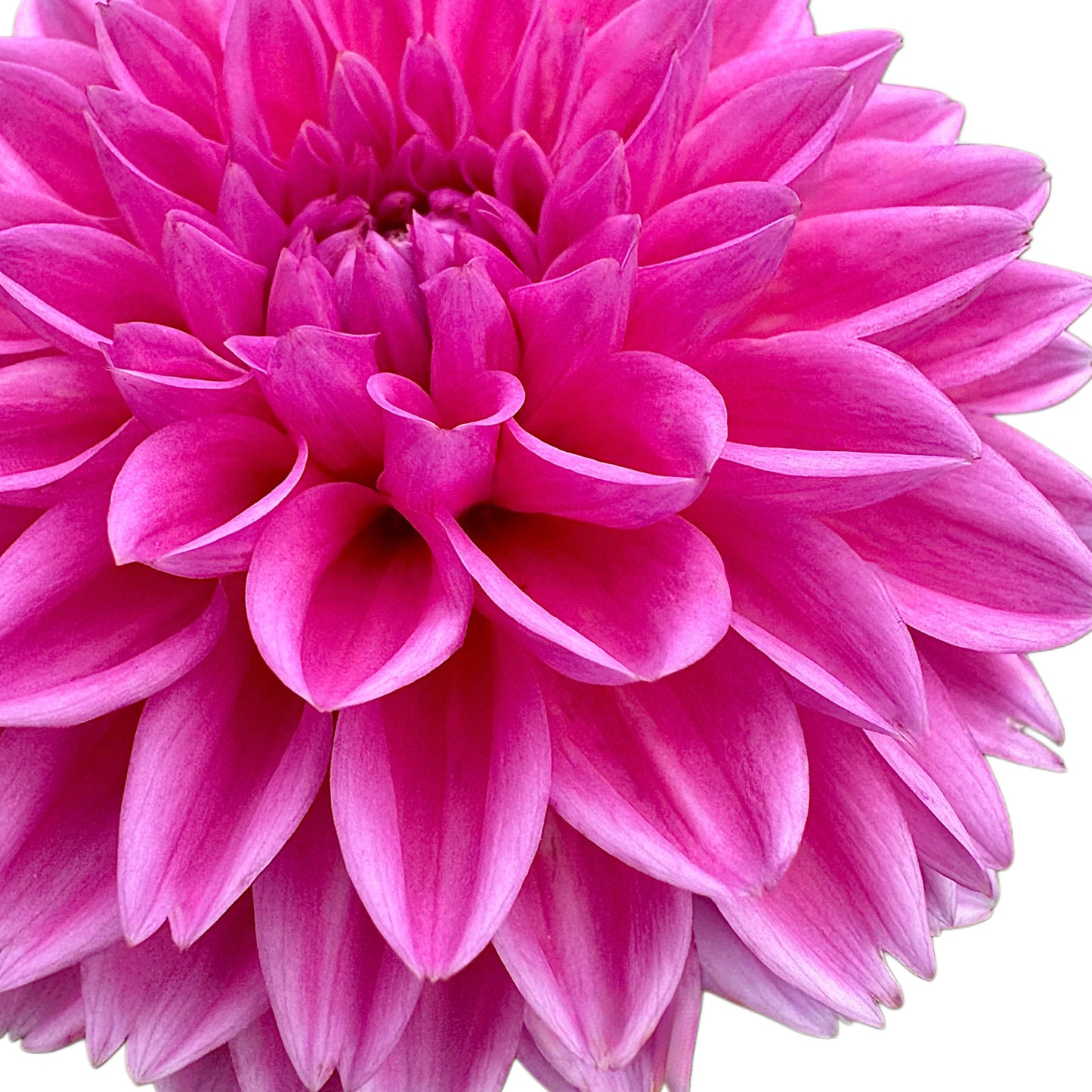 Pink Sylvia (Sandra)