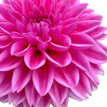 Pink Sylvia (Sandra)