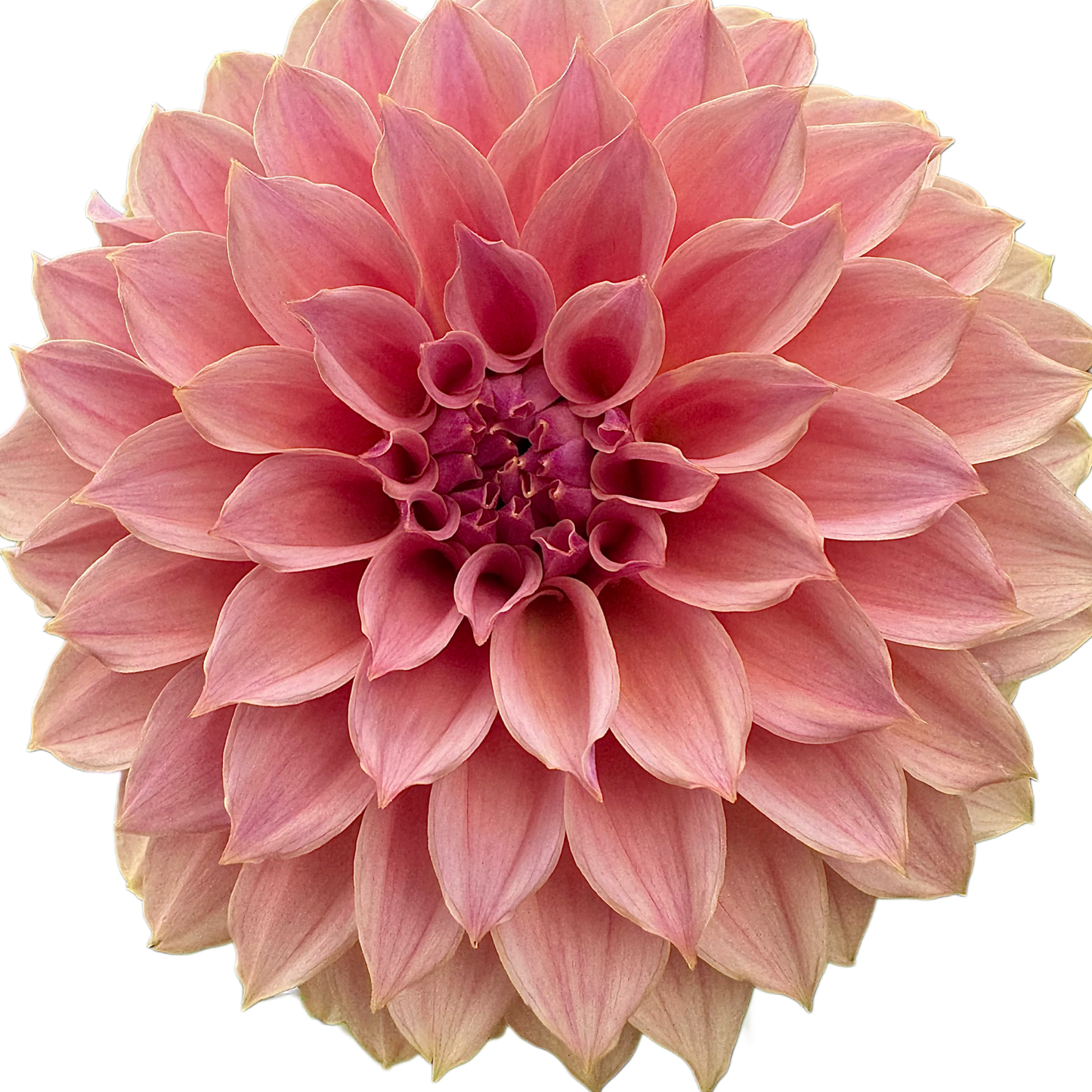 Coral Sea
