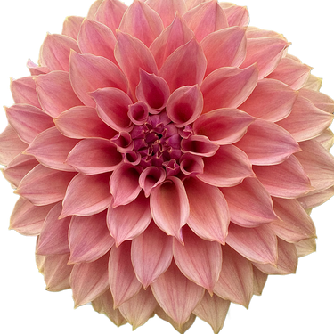 Coral Sea
