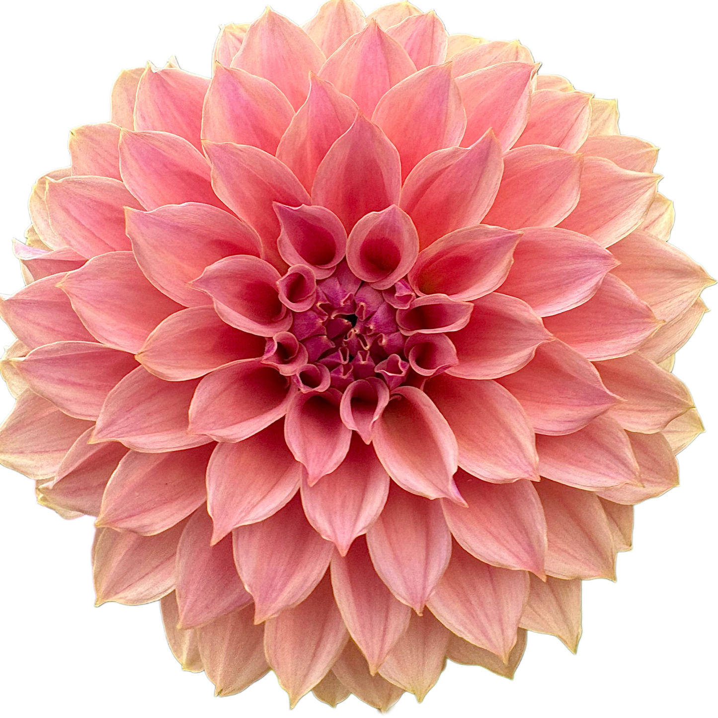 Coral Sea