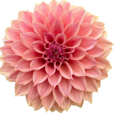 Coral Sea