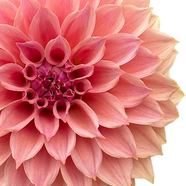 Coral Sea