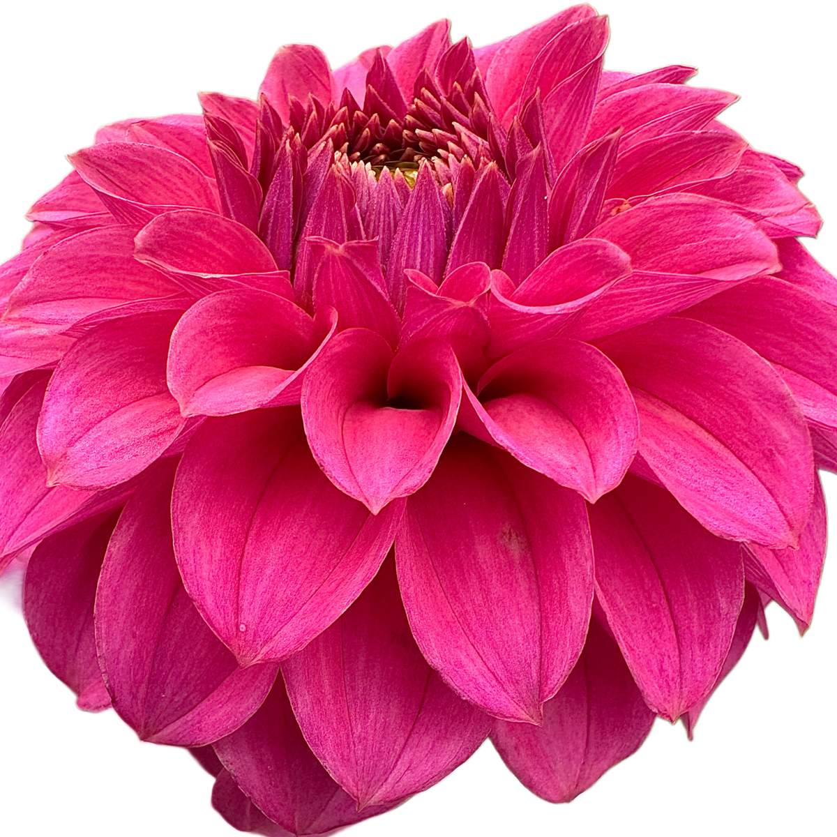 Keltie Rose – Highland Meadows Flower & Seed