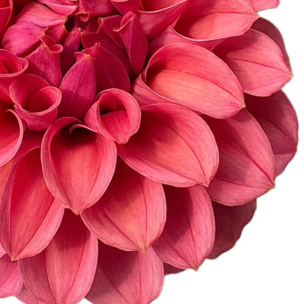 Keltie Rose – Highland Meadows Flower & Seed