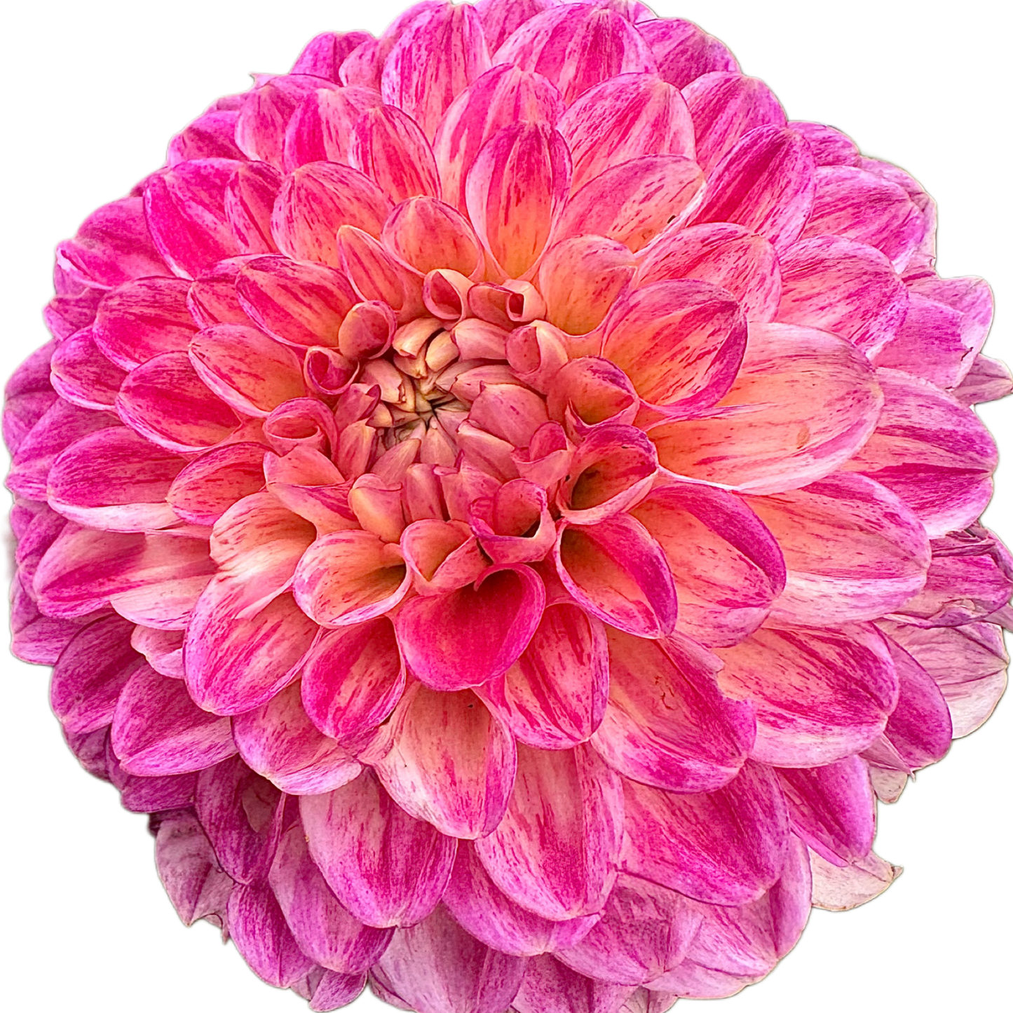 Snoho Doris