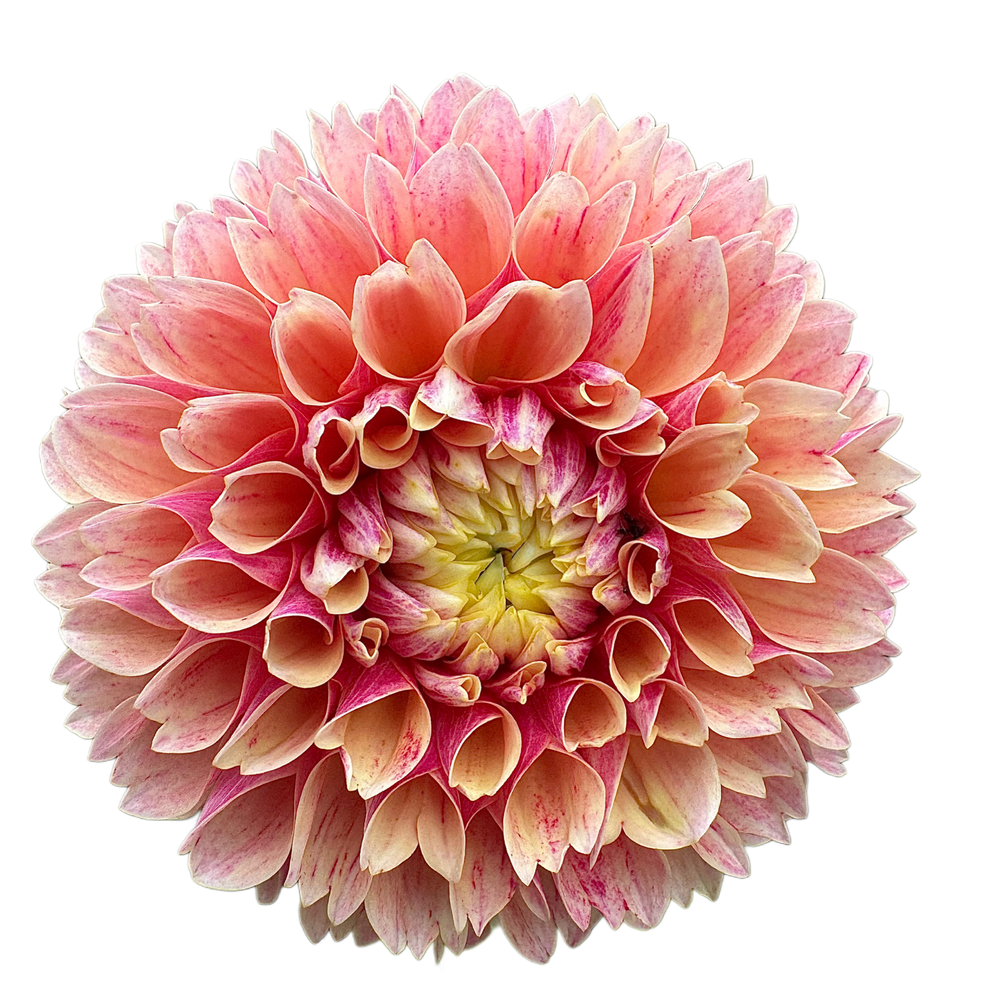 Sweet Suzanne