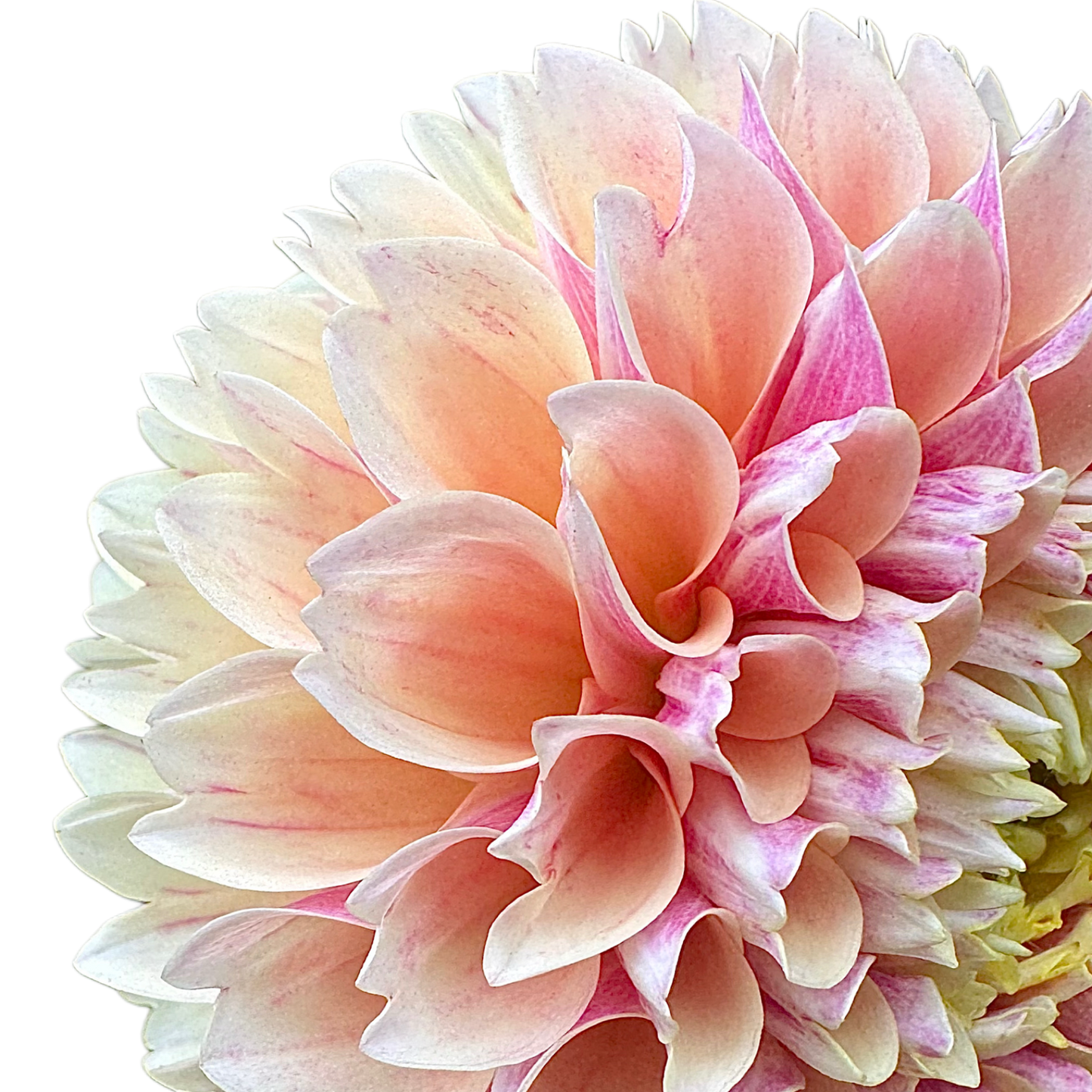 Sweet Suzanne