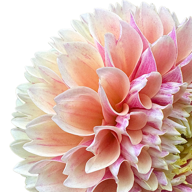 Sweet Suzanne