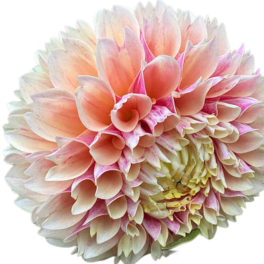 Sweet Suzanne