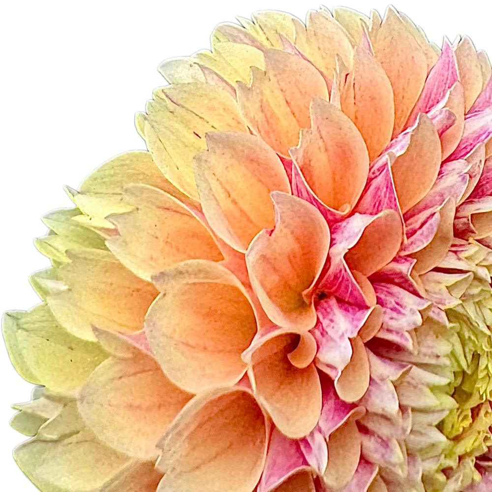 Sweet Suzanne