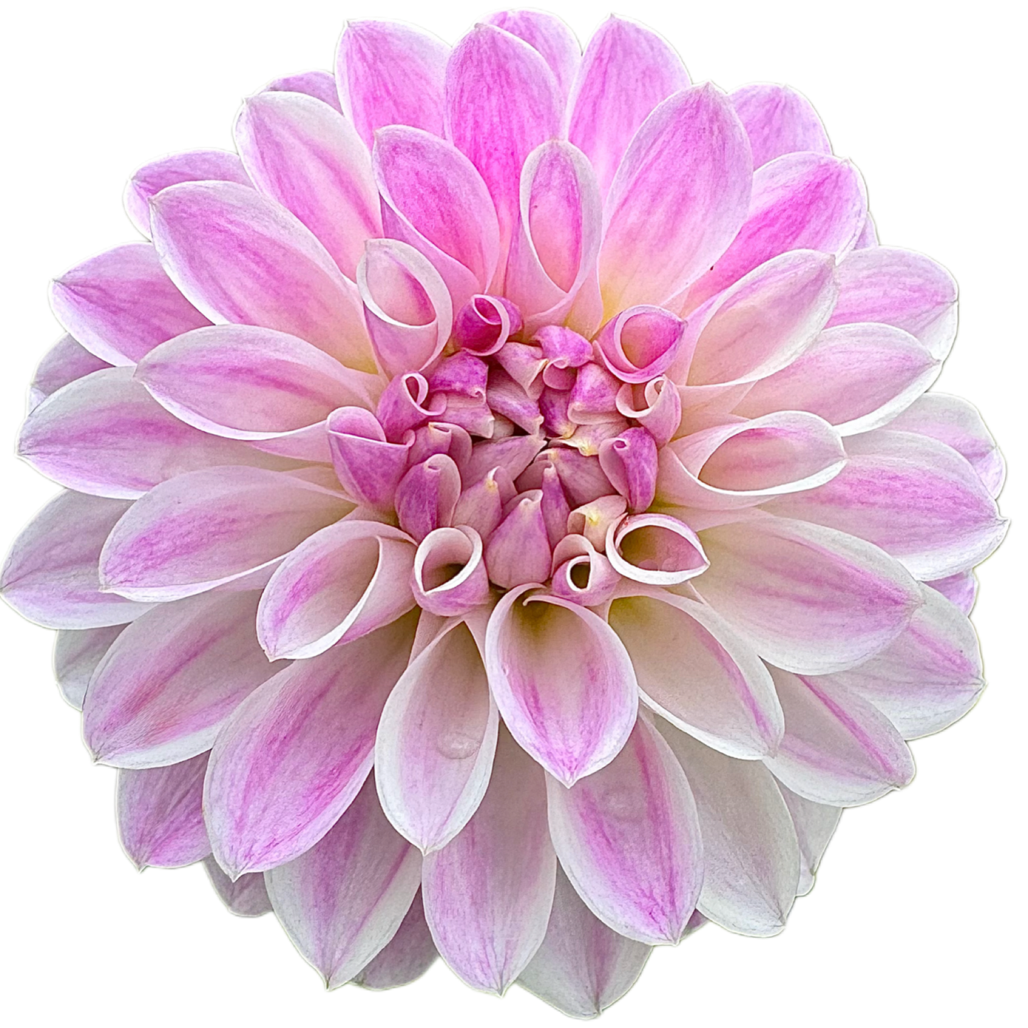 Tahoma Kelli
