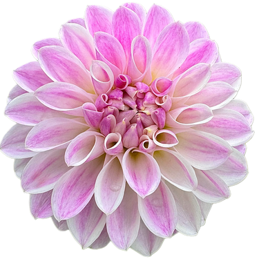Tahoma Kelli