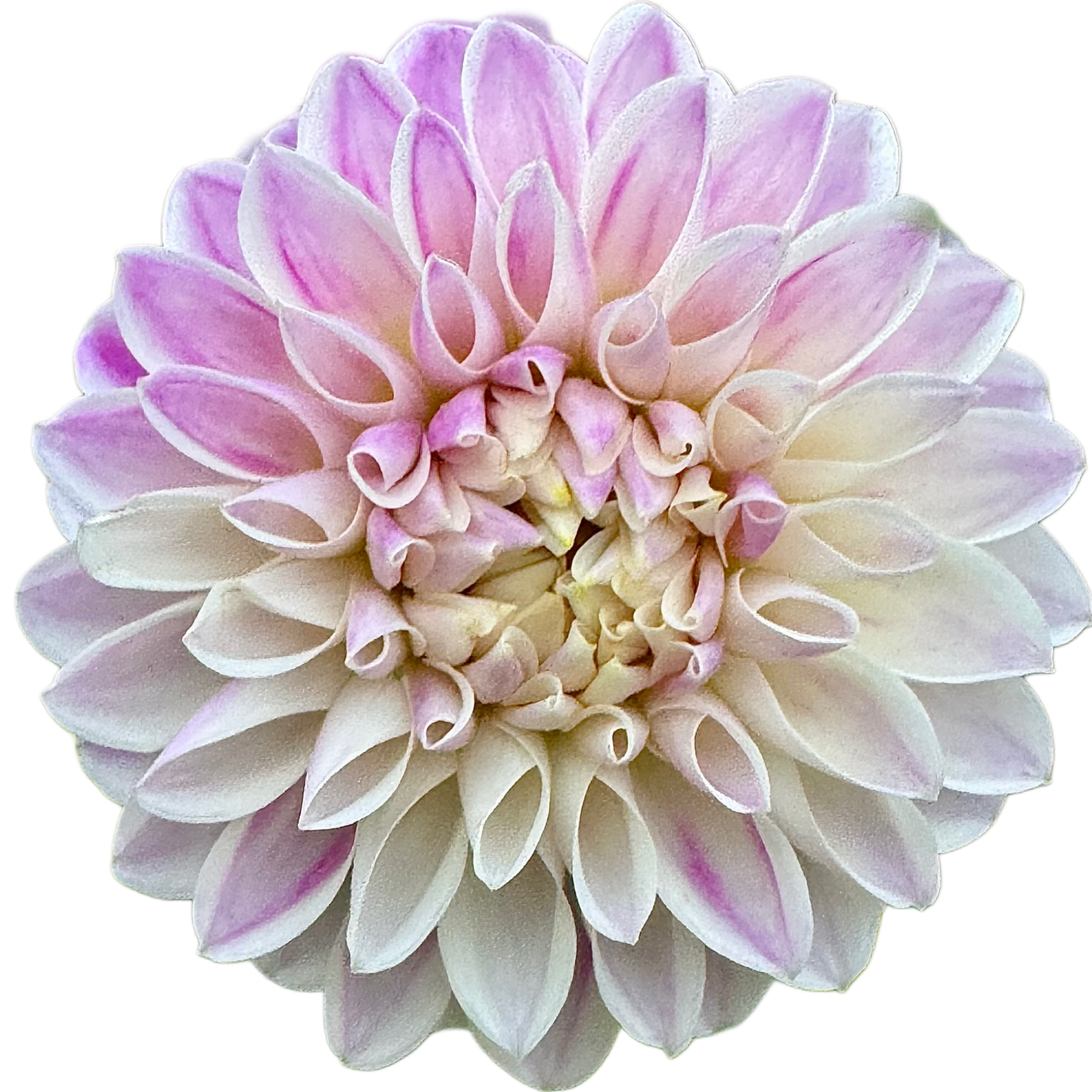 Tahoma Kelli