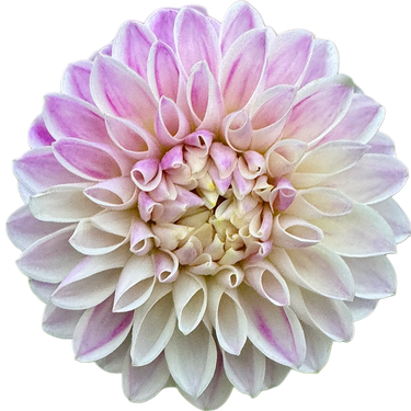 Tahoma Kelli