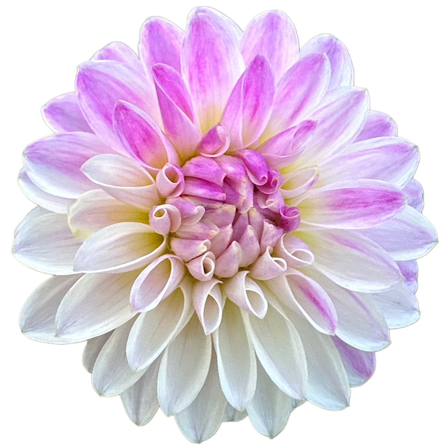 Tahoma Kelli
