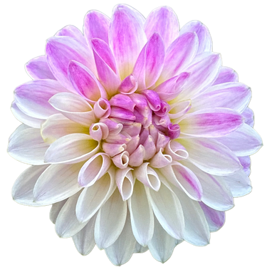 Tahoma Kelli