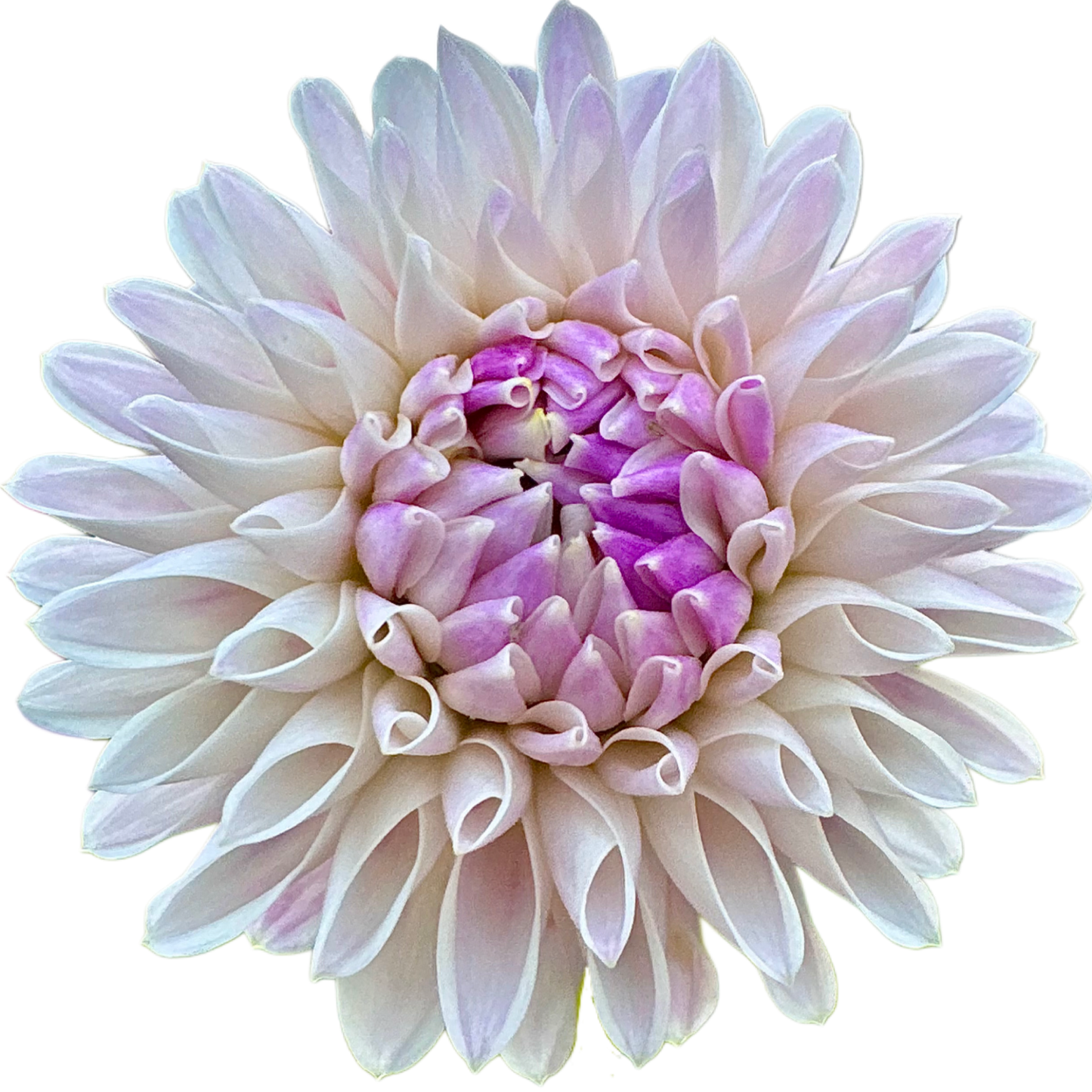 Tahoma Kelli