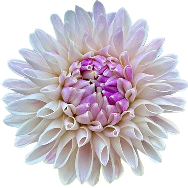 Tahoma Kelli