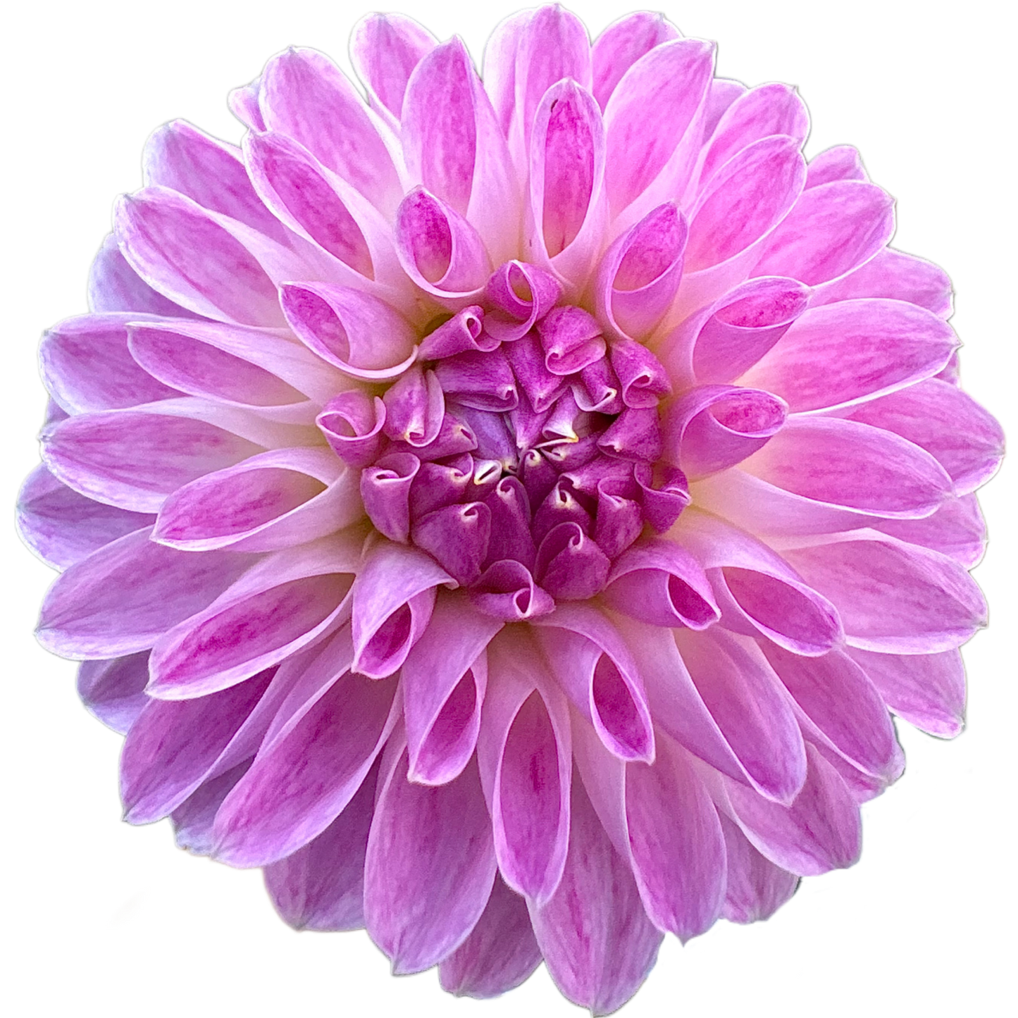 Tahoma Kelli
