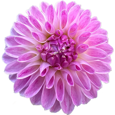 Tahoma Kelli