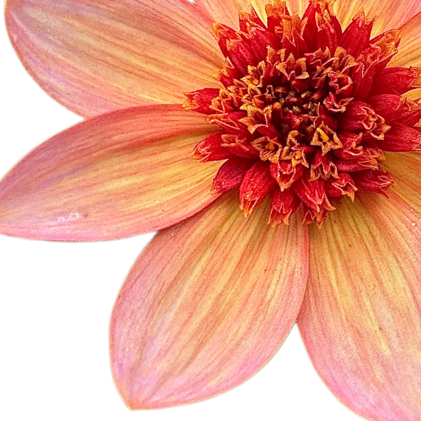 Totally Tangerine