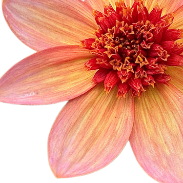 Totally Tangerine