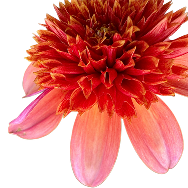 Totally Tangerine