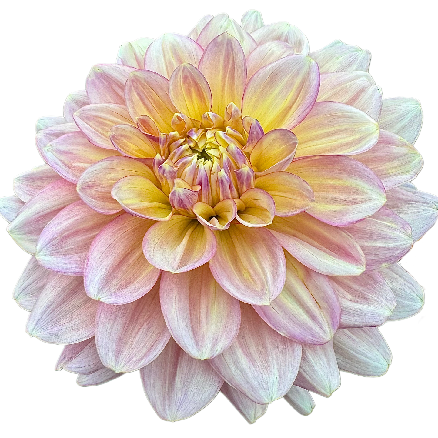 Wyn’s NEW Pastel