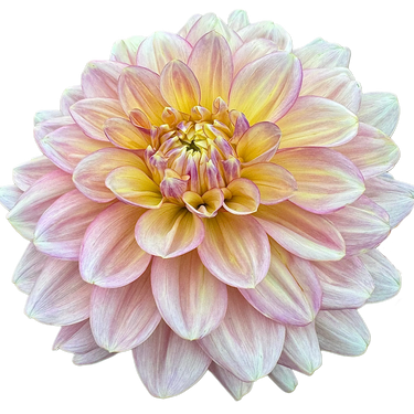 Wyn’s NEW Pastel