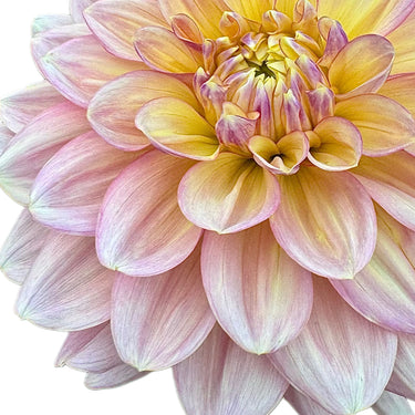 Wyn’s NEW Pastel