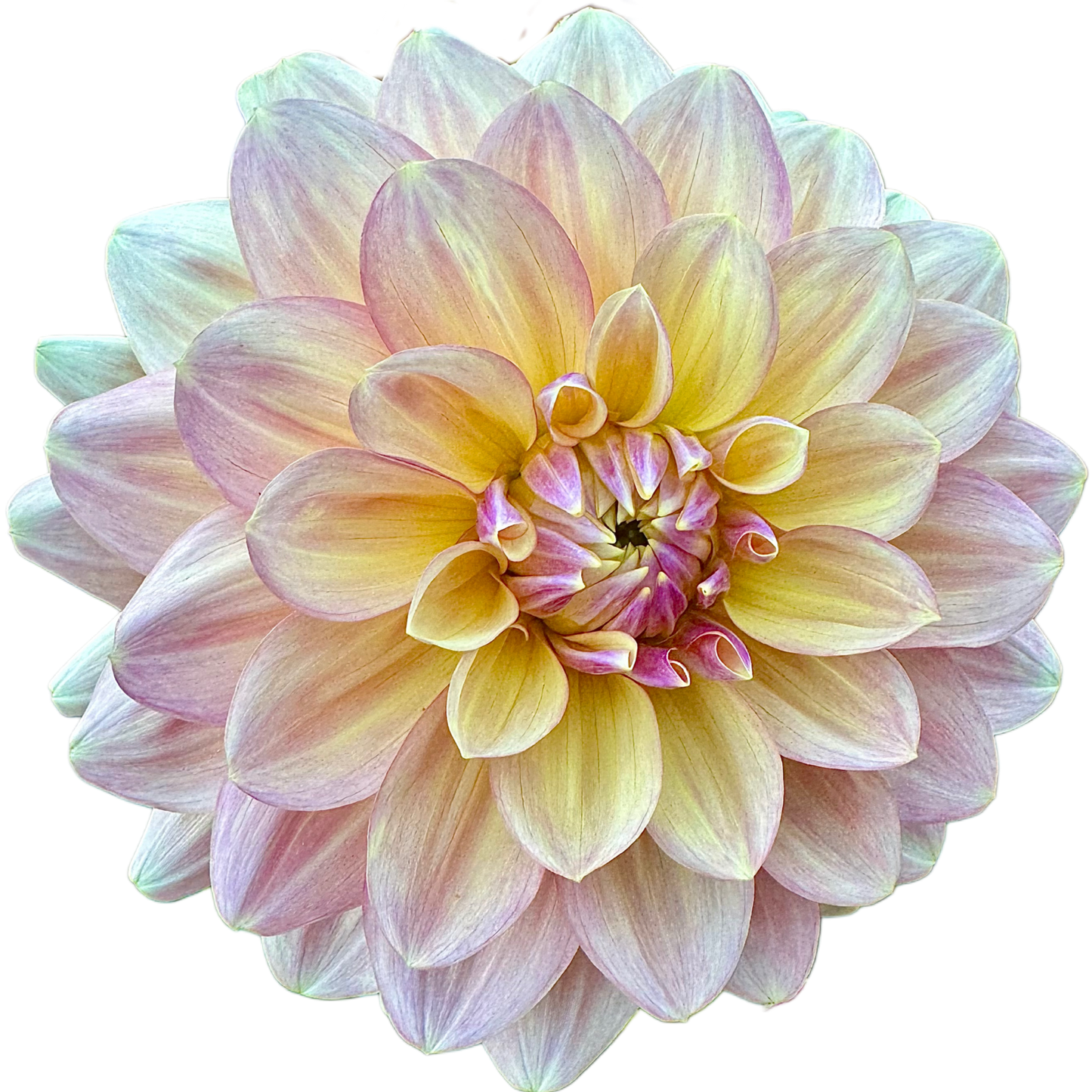 Wyn’s NEW Pastel